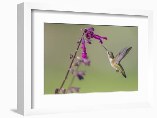 Ruby-throated Hummingbird at Salvia 'Love and Wishes', Illinois-Richard & Susan Day-Framed Photographic Print