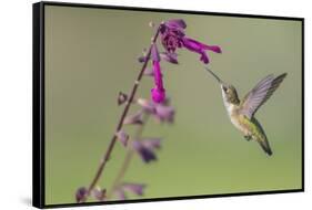 Ruby-throated Hummingbird at Salvia 'Love and Wishes', Illinois-Richard & Susan Day-Framed Stretched Canvas