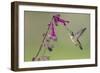 Ruby-throated Hummingbird at Salvia 'Love and Wishes', Illinois-Richard & Susan Day-Framed Photographic Print