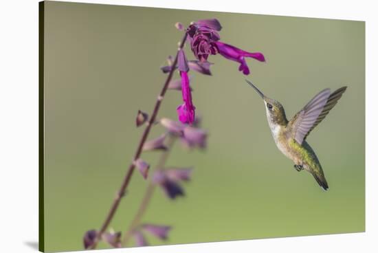 Ruby-throated Hummingbird at Salvia 'Love and Wishes', Illinois-Richard & Susan Day-Stretched Canvas