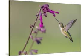 Ruby-throated Hummingbird at Salvia 'Love and Wishes', Illinois-Richard & Susan Day-Stretched Canvas