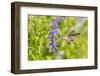 Ruby-throated hummingbird at Victoria blue salvia-Richard and Susan Day-Framed Photographic Print