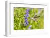Ruby-throated hummingbird at Victoria blue salvia-Richard and Susan Day-Framed Photographic Print