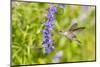 Ruby-throated hummingbird at Victoria blue salvia-Richard and Susan Day-Mounted Photographic Print