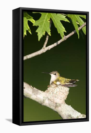 Ruby-Throated Hummingbird Brooding Nestling, Marion, Illinois, Usa-Richard ans Susan Day-Framed Stretched Canvas