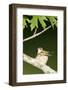 Ruby-Throated Hummingbird Brooding Nestling, Marion, Illinois, Usa-Richard ans Susan Day-Framed Photographic Print