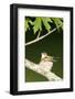 Ruby-Throated Hummingbird Brooding Nestling, Marion, Illinois, Usa-Richard ans Susan Day-Framed Photographic Print