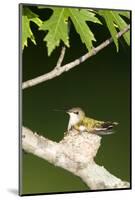 Ruby-Throated Hummingbird Brooding Nestling, Marion, Illinois, Usa-Richard ans Susan Day-Mounted Photographic Print