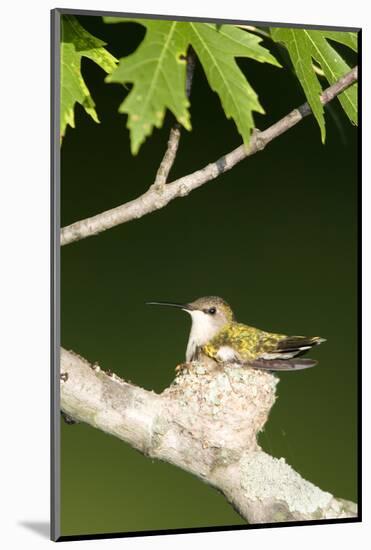 Ruby-Throated Hummingbird Brooding Nestling, Marion, Illinois, Usa-Richard ans Susan Day-Mounted Photographic Print