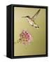 Ruby-Throated Hummingbird Feeding at Rocky Mountain Bee Plant Flower, South Texas, USA-Larry Ditto-Framed Stretched Canvas