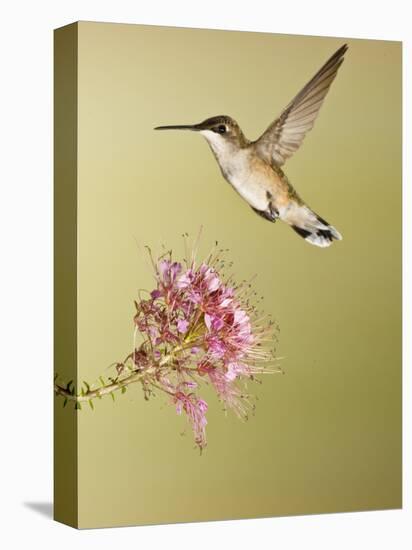 Ruby-Throated Hummingbird Feeding at Rocky Mountain Bee Plant Flower, South Texas, USA-Larry Ditto-Stretched Canvas