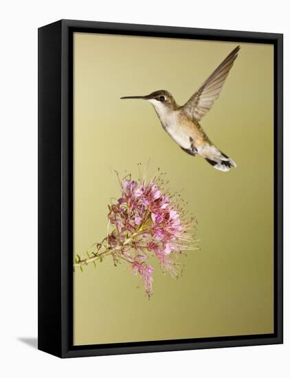 Ruby-Throated Hummingbird Feeding at Rocky Mountain Bee Plant Flower, South Texas, USA-Larry Ditto-Framed Stretched Canvas