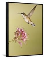 Ruby-Throated Hummingbird Feeding at Rocky Mountain Bee Plant Flower, South Texas, USA-Larry Ditto-Framed Stretched Canvas