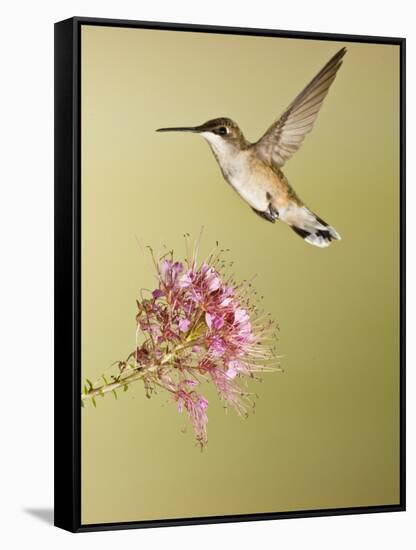 Ruby-Throated Hummingbird Feeding at Rocky Mountain Bee Plant Flower, South Texas, USA-Larry Ditto-Framed Stretched Canvas