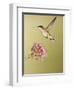 Ruby-Throated Hummingbird Feeding at Rocky Mountain Bee Plant Flower, South Texas, USA-Larry Ditto-Framed Premium Photographic Print