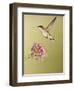 Ruby-Throated Hummingbird Feeding at Rocky Mountain Bee Plant Flower, South Texas, USA-Larry Ditto-Framed Photographic Print