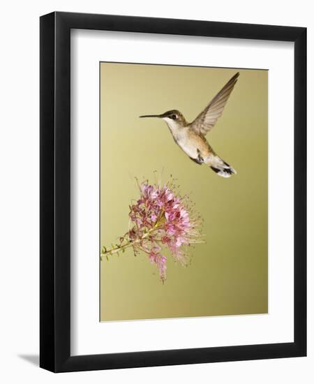 Ruby-Throated Hummingbird Feeding at Rocky Mountain Bee Plant Flower, South Texas, USA-Larry Ditto-Framed Photographic Print