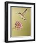 Ruby-Throated Hummingbird Feeding at Rocky Mountain Bee Plant Flower, South Texas, USA-Larry Ditto-Framed Photographic Print