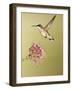 Ruby-Throated Hummingbird Feeding at Rocky Mountain Bee Plant Flower, South Texas, USA-Larry Ditto-Framed Photographic Print