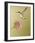Ruby-Throated Hummingbird Feeding at Rocky Mountain Bee Plant Flower, South Texas, USA-Larry Ditto-Framed Photographic Print