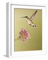 Ruby-Throated Hummingbird Feeding at Rocky Mountain Bee Plant Flower, South Texas, USA-Larry Ditto-Framed Photographic Print