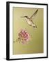 Ruby-Throated Hummingbird Feeding at Rocky Mountain Bee Plant Flower, South Texas, USA-Larry Ditto-Framed Photographic Print