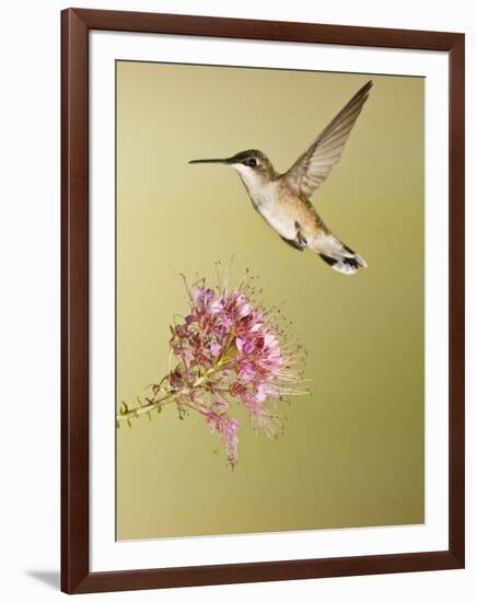 Ruby-Throated Hummingbird Feeding at Rocky Mountain Bee Plant Flower, South Texas, USA-Larry Ditto-Framed Photographic Print