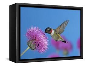 Ruby Throated Hummingbird, Feeding from Flower, USA-Rolf Nussbaumer-Framed Stretched Canvas