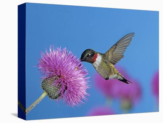 Ruby Throated Hummingbird, Feeding from Flower, USA-Rolf Nussbaumer-Stretched Canvas