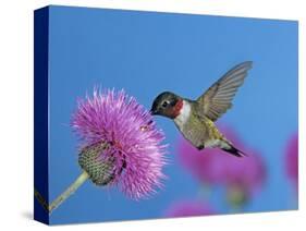 Ruby Throated Hummingbird, Feeding from Flower, USA-Rolf Nussbaumer-Stretched Canvas
