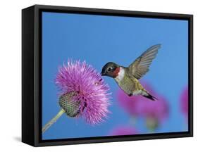 Ruby Throated Hummingbird, Feeding from Flower, USA-Rolf Nussbaumer-Framed Stretched Canvas
