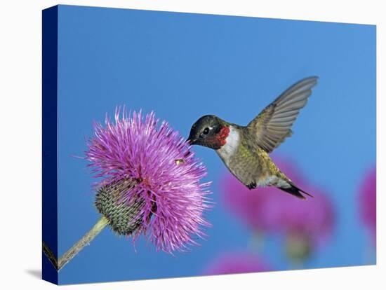Ruby Throated Hummingbird, Feeding from Flower, USA-Rolf Nussbaumer-Stretched Canvas