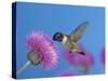 Ruby Throated Hummingbird, Feeding from Flower, USA-Rolf Nussbaumer-Stretched Canvas