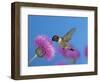 Ruby Throated Hummingbird, Feeding from Flower, USA-Rolf Nussbaumer-Framed Premium Photographic Print