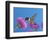 Ruby Throated Hummingbird, Feeding from Flower, USA-Rolf Nussbaumer-Framed Premium Photographic Print