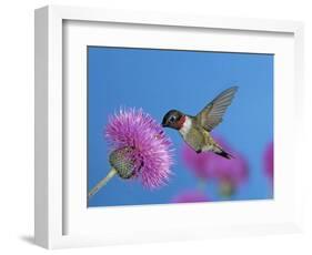 Ruby Throated Hummingbird, Feeding from Flower, USA-Rolf Nussbaumer-Framed Premium Photographic Print