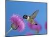 Ruby Throated Hummingbird, Feeding from Flower, USA-Rolf Nussbaumer-Mounted Premium Photographic Print