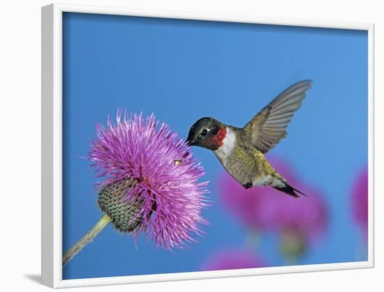 Ruby Throated Hummingbird, Feeding from Flower, USA-Rolf Nussbaumer-Framed Photographic Print