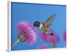 Ruby Throated Hummingbird, Feeding from Flower, USA-Rolf Nussbaumer-Framed Photographic Print