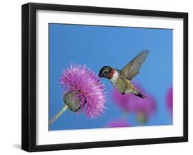 Ruby Throated Hummingbird, Feeding from Flower, USA-Rolf Nussbaumer-Framed Photographic Print