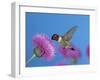 Ruby Throated Hummingbird, Feeding from Flower, USA-Rolf Nussbaumer-Framed Photographic Print