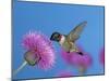 Ruby Throated Hummingbird, Feeding from Flower, USA-Rolf Nussbaumer-Mounted Photographic Print
