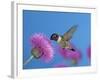 Ruby Throated Hummingbird, Feeding from Flower, USA-Rolf Nussbaumer-Framed Photographic Print