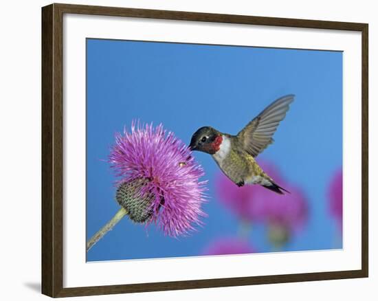 Ruby Throated Hummingbird, Feeding from Flower, USA-Rolf Nussbaumer-Framed Photographic Print