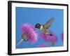 Ruby Throated Hummingbird, Feeding from Flower, USA-Rolf Nussbaumer-Framed Photographic Print