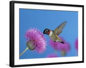 Ruby Throated Hummingbird, Feeding from Flower, USA-Rolf Nussbaumer-Framed Photographic Print