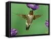 Ruby-Throated Hummingbird Feeding on Petunia, New Braunfels, Texas, USA-Rolf Nussbaumer-Framed Stretched Canvas