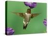 Ruby-Throated Hummingbird Feeding on Petunia, New Braunfels, Texas, USA-Rolf Nussbaumer-Stretched Canvas