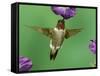 Ruby-Throated Hummingbird Feeding on Petunia, New Braunfels, Texas, USA-Rolf Nussbaumer-Framed Stretched Canvas