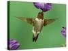 Ruby-Throated Hummingbird Feeding on Petunia, New Braunfels, Texas, USA-Rolf Nussbaumer-Stretched Canvas